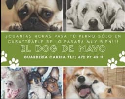 Logo de Dog de Mayo