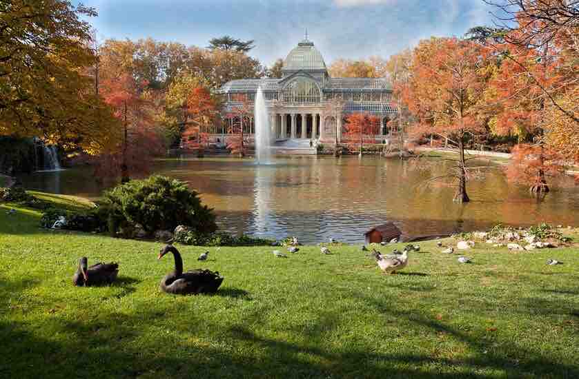 El Palacio de Cristal del Retiro reflejado en su estanque en otoño, con patos y cisnes negros en el césped