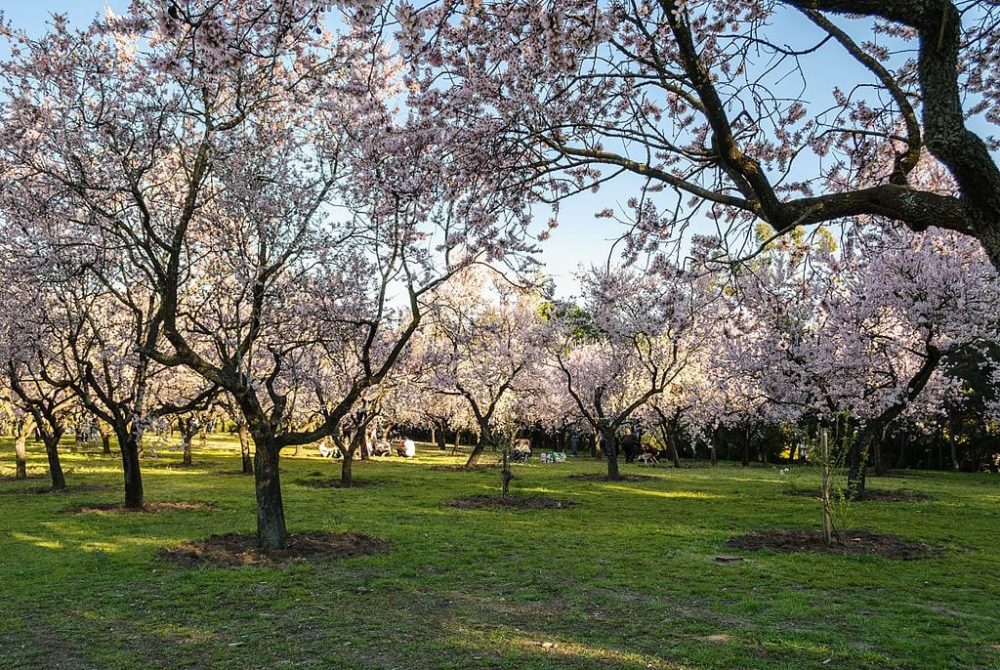 Almendros en flor sobre el césped del Parque Quinta de los Molinos